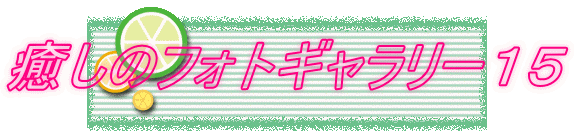 �����̃t�H�g�M�������[�P�T