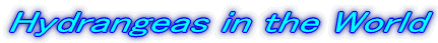 Hydrangeas in the World