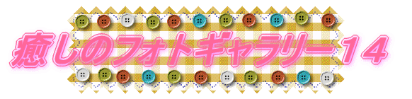 �����̃t�H�g�M�������[�P�S 