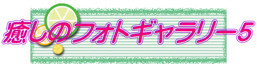 �����̃t�H�g�M�������[�T