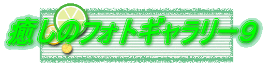 �����̃t�H�g�M�������[�P�O 