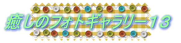 �����̃t�H�g�M�������[�P�R